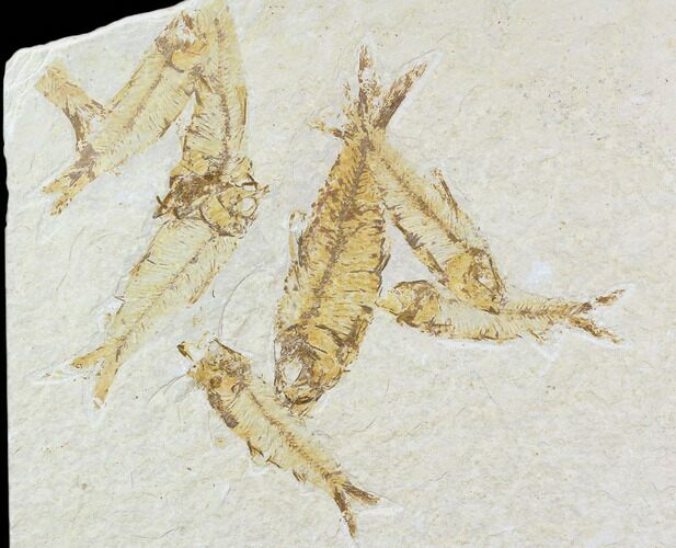 Multiple Knightia Fossil Fish - Wyoming #108670
